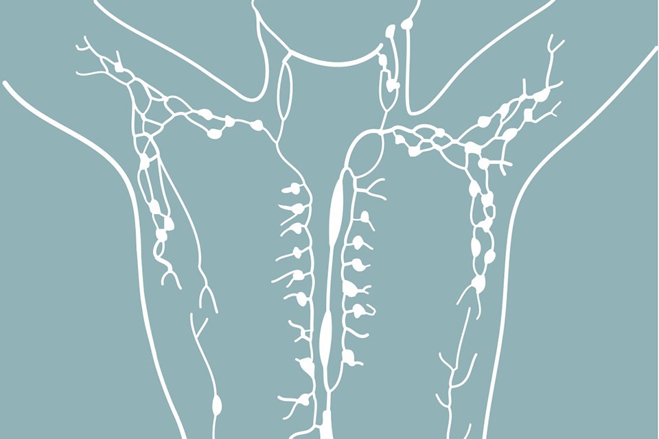 Diagram of the Lymphatic System