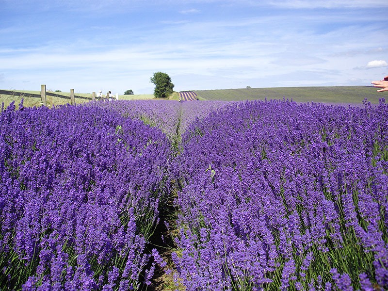 Lavender field in Somerset